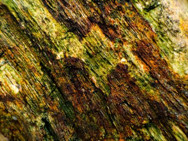 Fosilleşmiş ahşap yüzeye yakın çekim, zengin dokular ve renkler sergiliyor.