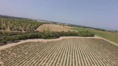 Haziran 2025 başlarında Valensole Provence bölgesindeki Fransa lavade sahaları. FPV insansız hava aracı ile uçuyor..