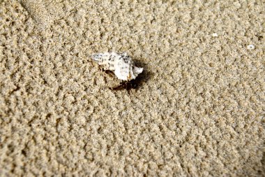 Sahilde deniz kabuğu