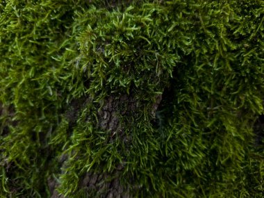 Orman ortamında ağaç kabuklarında yetişen yeşil yosun dokusunun doğal organik desenleri ve orman bitkileri vardır.