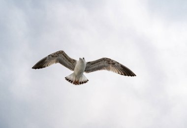 Deniz martıları kıyıdan çok uzak olmayan boğazın üzerinde süzülüyorlar.