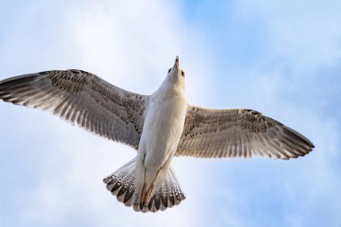 Deniz martıları kıyıdan çok uzak olmayan boğazın üzerinde süzülüyorlar.