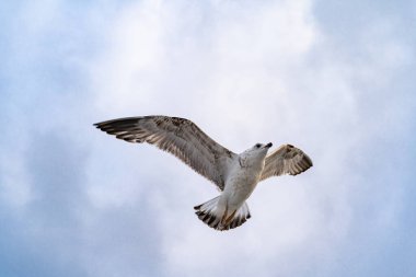 Deniz martıları kıyıdan çok uzak olmayan boğazın üzerinde süzülüyorlar.