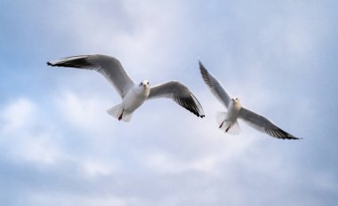 Deniz martıları kıyıdan çok uzak olmayan boğazın üzerinde süzülüyorlar.