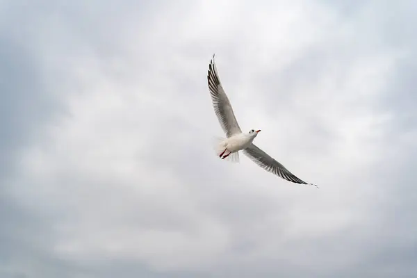 Sea Gulls Hovering Strait Far Shore — Stock Photo, Image