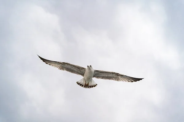 Gaviotas Marinas Flotando Sobre Estrecho Muy Lejos Orilla — Foto de Stock