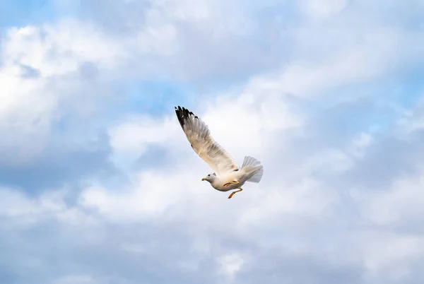 Sea Gulls Hovering Strait Far Shore — Stock Photo, Image