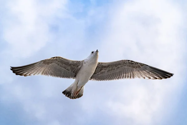 Sea Gulls Hovering Strait Far Shore — Stock Photo, Image