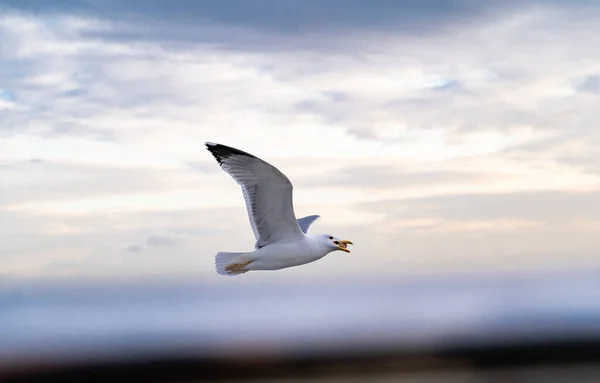 Sea Gulls Hovering Strait Far Shore — Stock Photo, Image