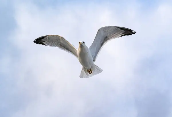 Sea Gulls Hovering Strait Far Shore — Stock Photo, Image