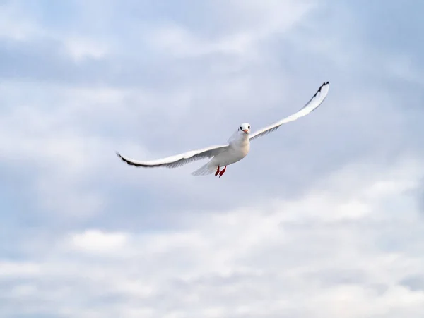 Sea Gulls Hovering Strait Far Shore — Stock Photo, Image