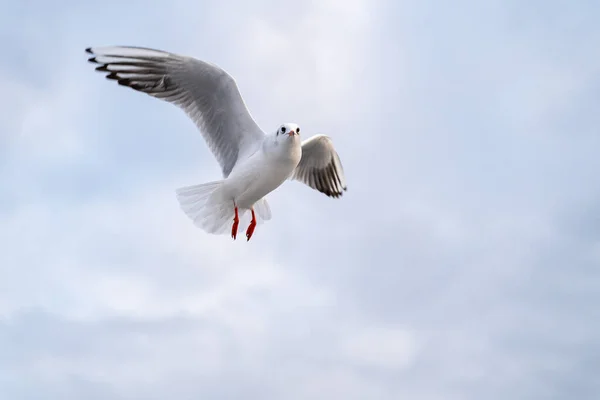 Sea Gulls Hovering Strait Far Shore — Stock Photo, Image