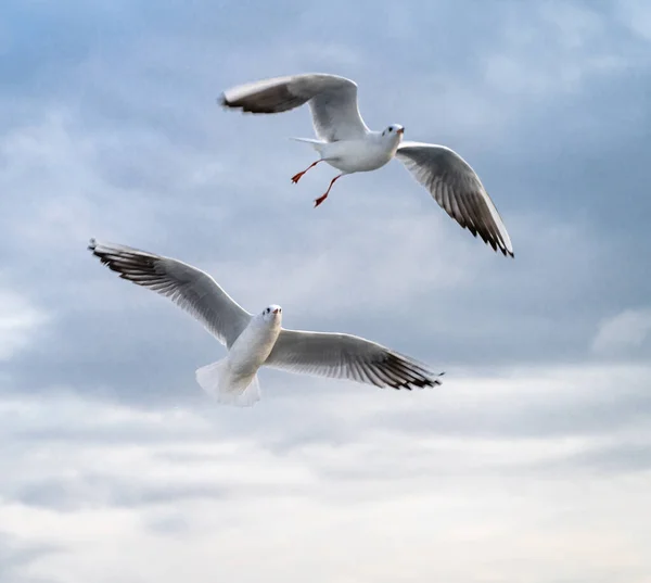 Sea Gulls Hovering Strait Far Shore — Stock Photo, Image