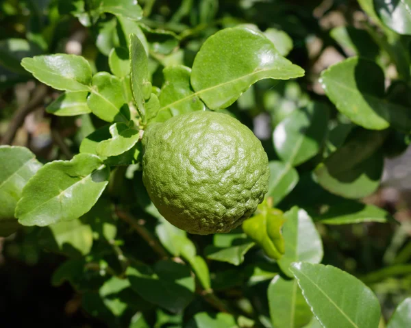 Bergamota en árbol en gaden —  Fotos de Stock