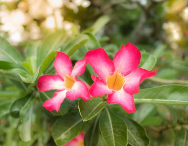 Pembe Çöl Gül veya Mock Azalea çiçek, yumuşak odak