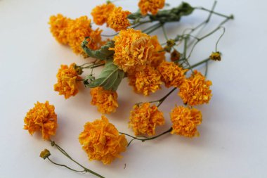 Beyaz Arkaplanda Kurumuş Portakal Çiçekleri ve Kökler Yığını