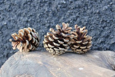 Kırsal Ahşap bir yüzeyde Doğal Çam Kozalakları