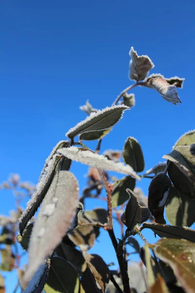Donmuş Yapraklar Kış Gökyüzüne Karşı