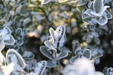 Kutu ağacı yapraklarının buzla kaplı olduğu yakın plan. Atmosferik kış arkaplanı