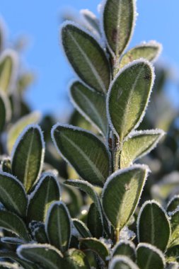 Mavi gökyüzüne karşı buzla kaplanmış boxwood yapraklarından oluşan yakın çekim. Atmosferik kış ortamı.