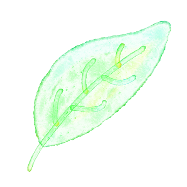 Su damlası yaprağı