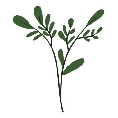 Yapraklarla izole edilmiş dal