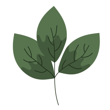 Yeşil yapraklı izole bir yaprak