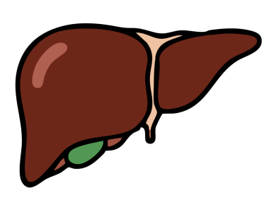 Karaciğer simgesi. Vektör çizim