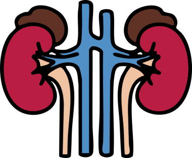 Böbrek ikonu. Web için basit böbrek vektör simgeleri çizimi.