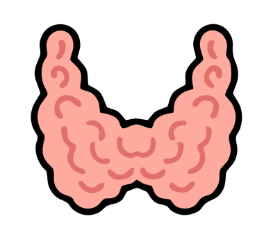 Sindirim sisteminin sindirim sistemi, vektör çizimi