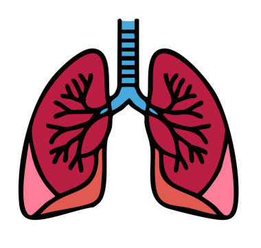 insan anatomisi vektör çizim