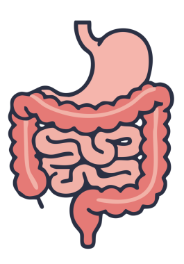 Karın organı. Basit tasarım
