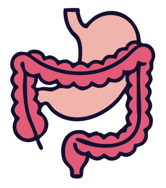 Sindirim bağırsağı ikonu. taslak mide stine vektör simgesi düz renk izole