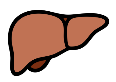 Karaciğer. Web simgesi basit illüstrasyon