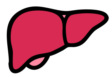 İnsan karaciğer vektör ikonu. biçim düz sembol, kırmızı renk, yuvarlak açılar, beyaz arkaplan