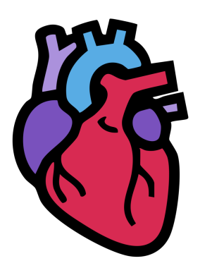 İnsan kalp organı simgesi ana hatlarıyla