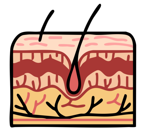 İnsan anatomisi. İnsan vücudu. vektör illüstrasyonu.