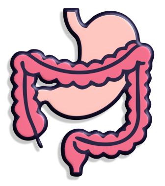 Mide sindirim sistemi