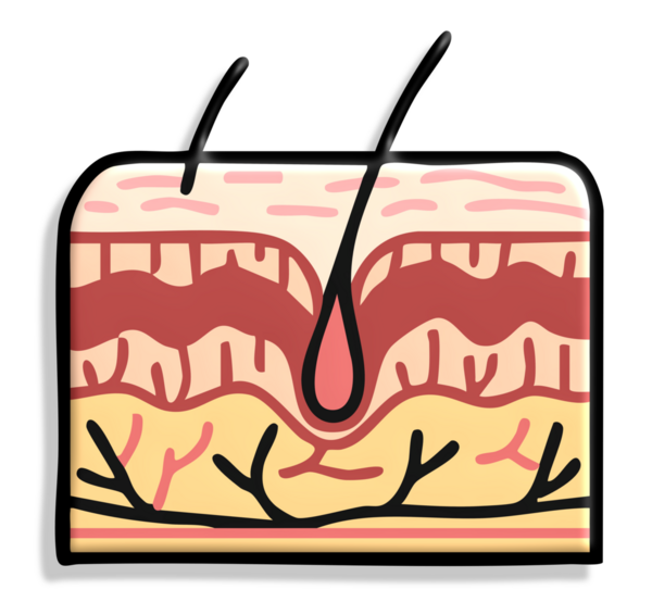 Kırmızı kalpli bir insan midesinin vektör çizimi