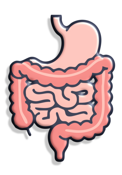 İnsan mide taşıyıcısı. Basit resimleme