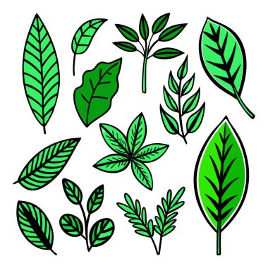 Beyaz arkaplanda izole edilmiş yapraklar.