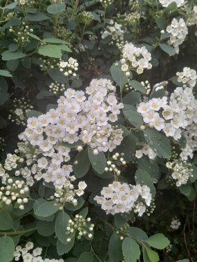 Gelinlik çelengi demetleri, sarı merkezli küçük beyaz çiçek demetleri, yeşil yapraklı çalıların üzerinde gün ışığında yakalandı.