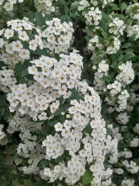 Gelinlik çelengi demetleri, sarı merkezli küçük beyaz çiçek demetleri, yeşil yapraklı çalıların üzerinde gün ışığında yakalandı.