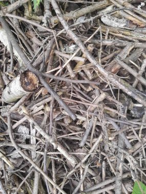 Birçok dökülen yaprak, sonbahar parkı, ormanda yere düşen kuru yapraklardan bir halı.