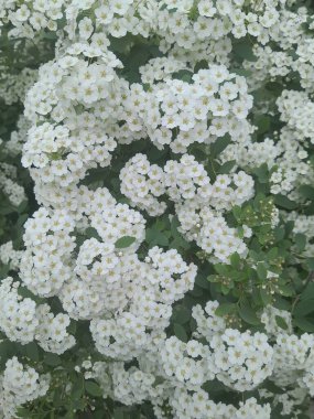 Gelinlik çelengi demetleri, sarı merkezli küçük beyaz çiçek demetleri, yeşil yapraklı çalıların üzerinde gün ışığında yakalandı.
