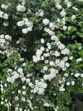 Gelinlik çelengi demetleri, sarı merkezli küçük beyaz çiçek demetleri, yeşil yapraklı çalıların üzerinde gün ışığında yakalandı.