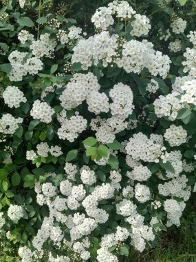 Gelinlik çelengi demetleri, sarı merkezli küçük beyaz çiçek demetleri, yeşil yapraklı çalıların üzerinde gün ışığında yakalandı.