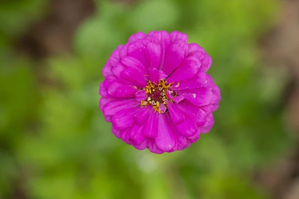 Lebendige Rosa Ringelblumenblüte Vor Unscharfem Grünen Hintergrund — Stockfoto