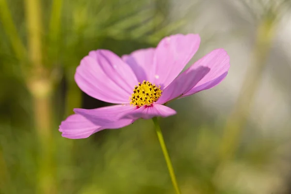 Voll Geöffnete Rosa Blüte Vor Einem Unscharfen Grünen Hintergrund — Stockfoto