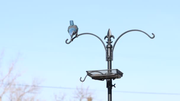 Dois Seguida Três Pássaros Azuis Alimentador Câmera Lenta — Vídeo de Stock